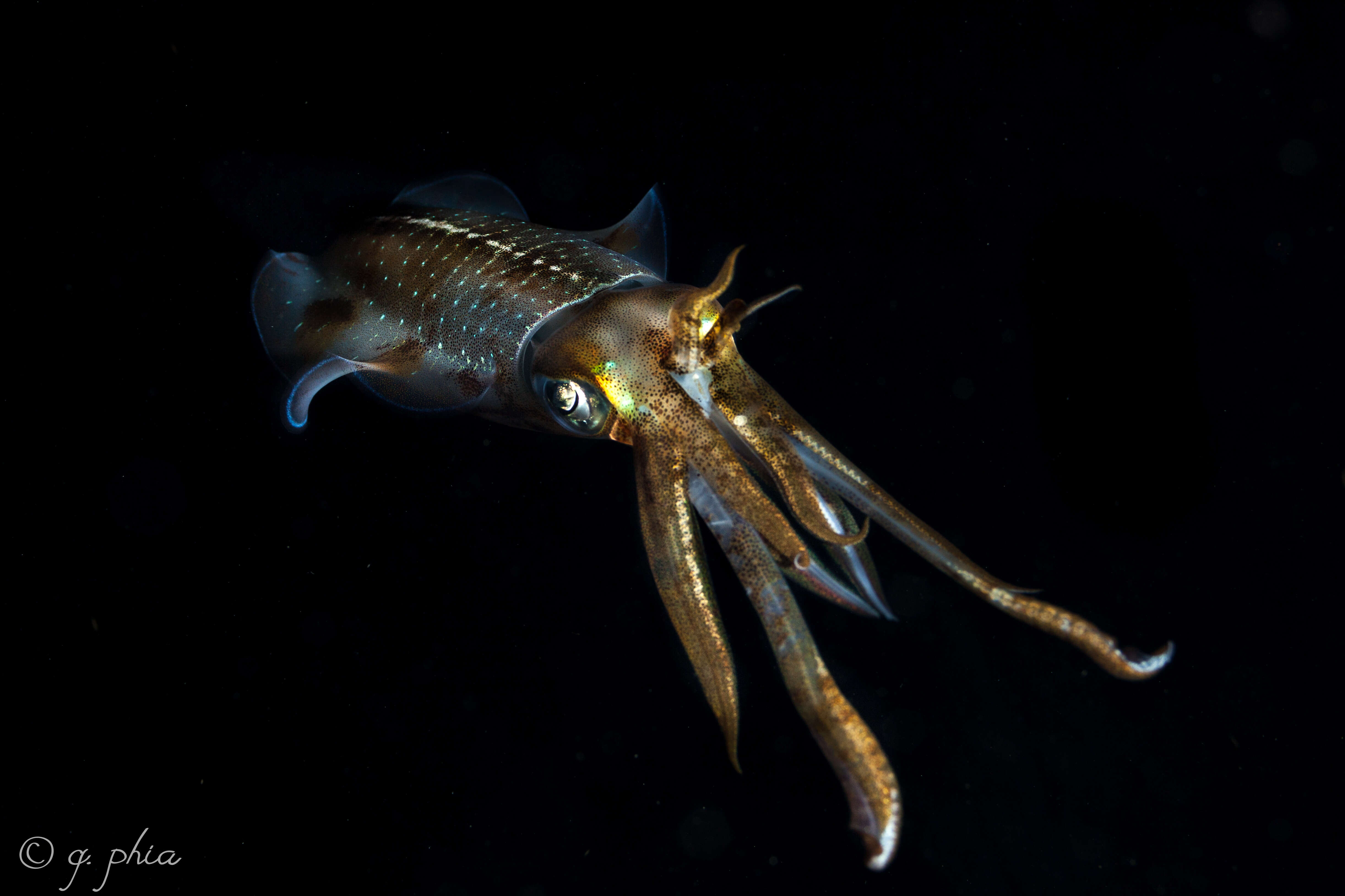 Image of Caribbean reef squid