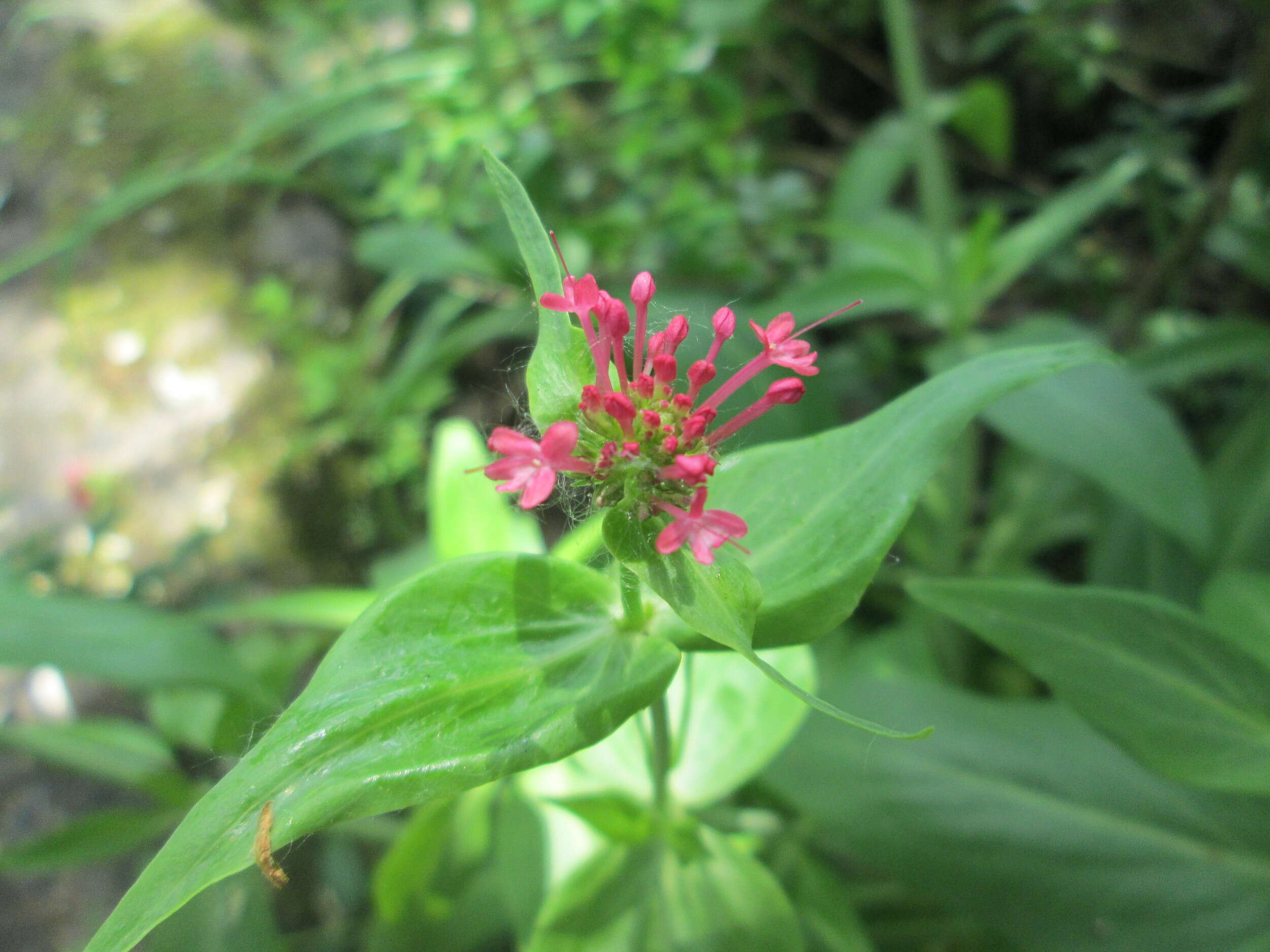 Image of Red Valerian