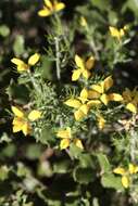 Image of Genista hispanica L.