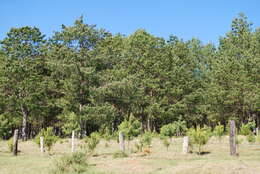 Image of Jelecote Pine