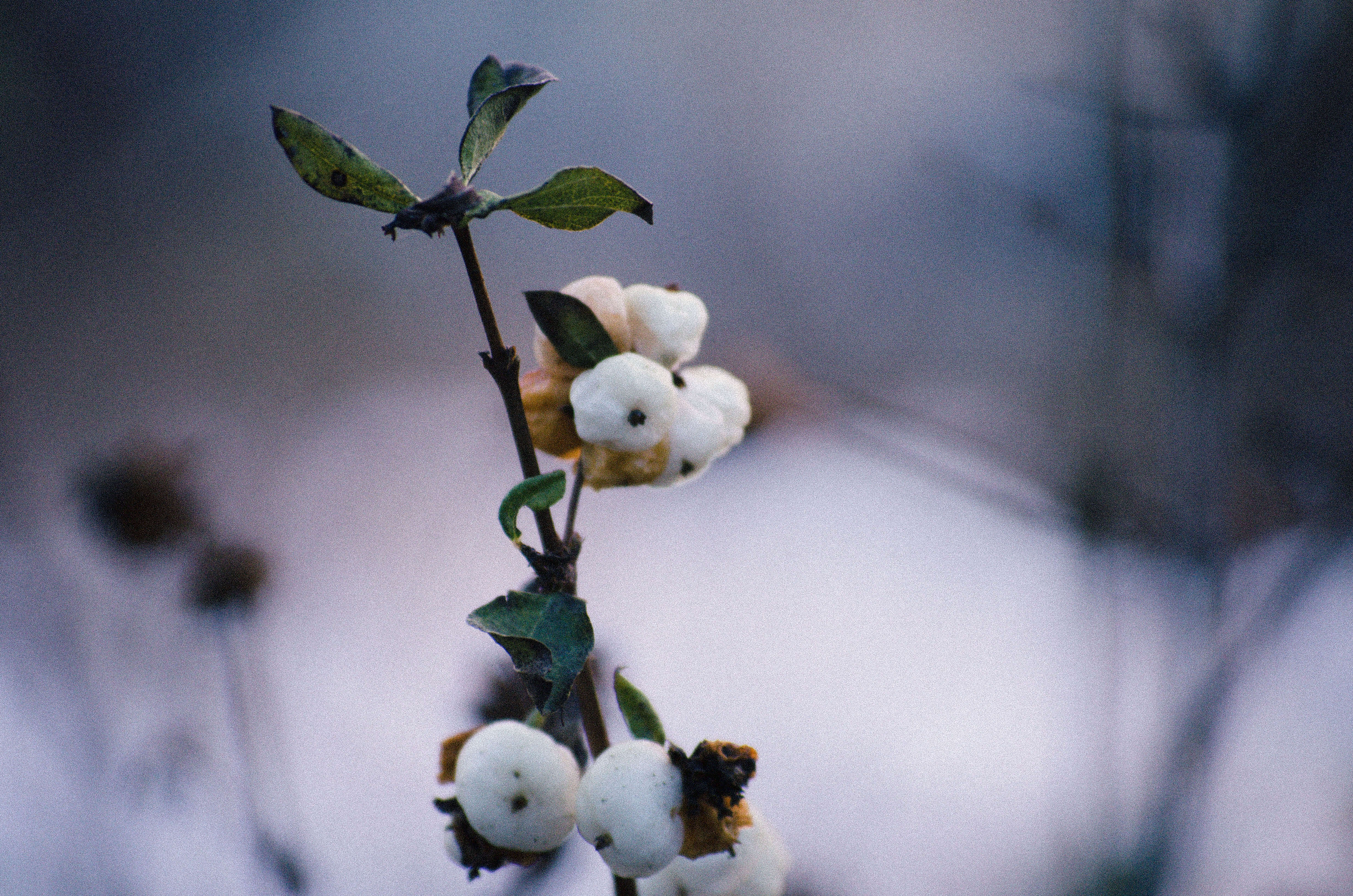 Image of Snowberry