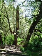 Слика од Fraxinus latifolia Benth.