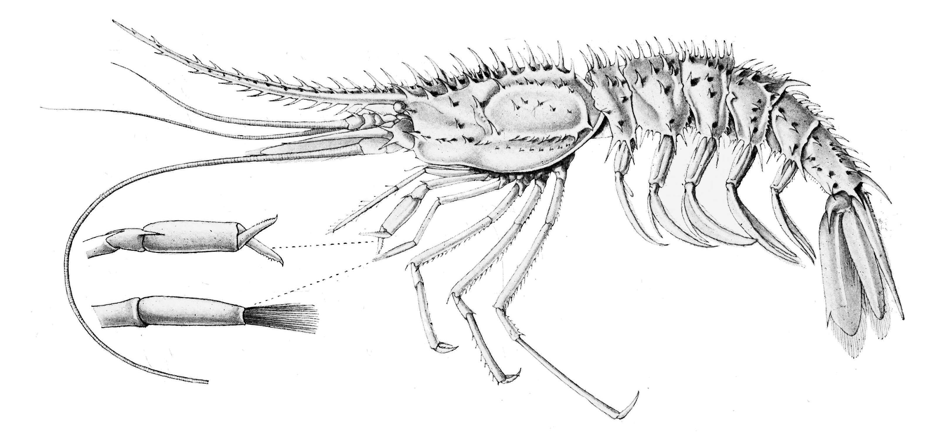 Image of Psalidopus