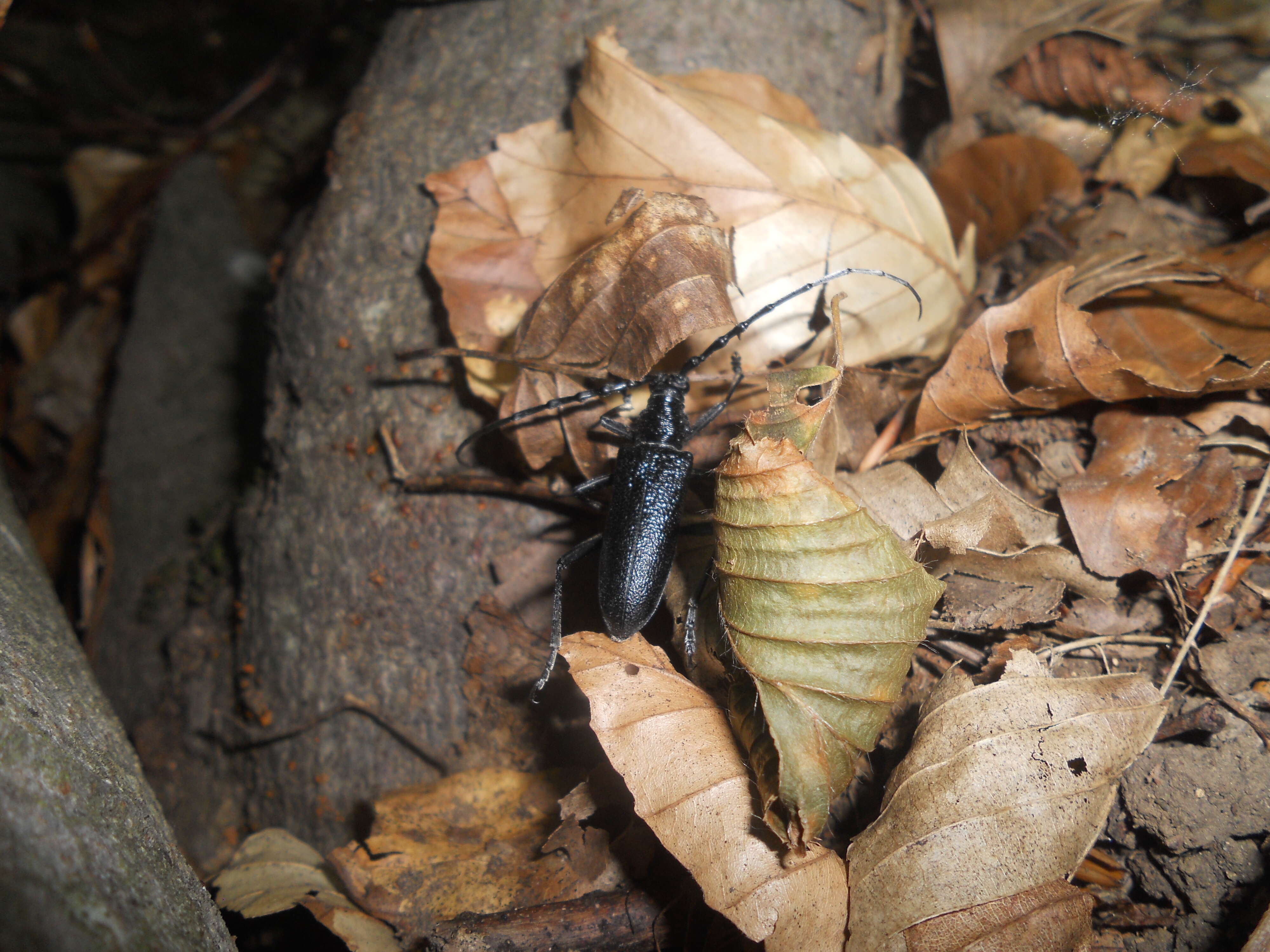 Image of capricorn beetle