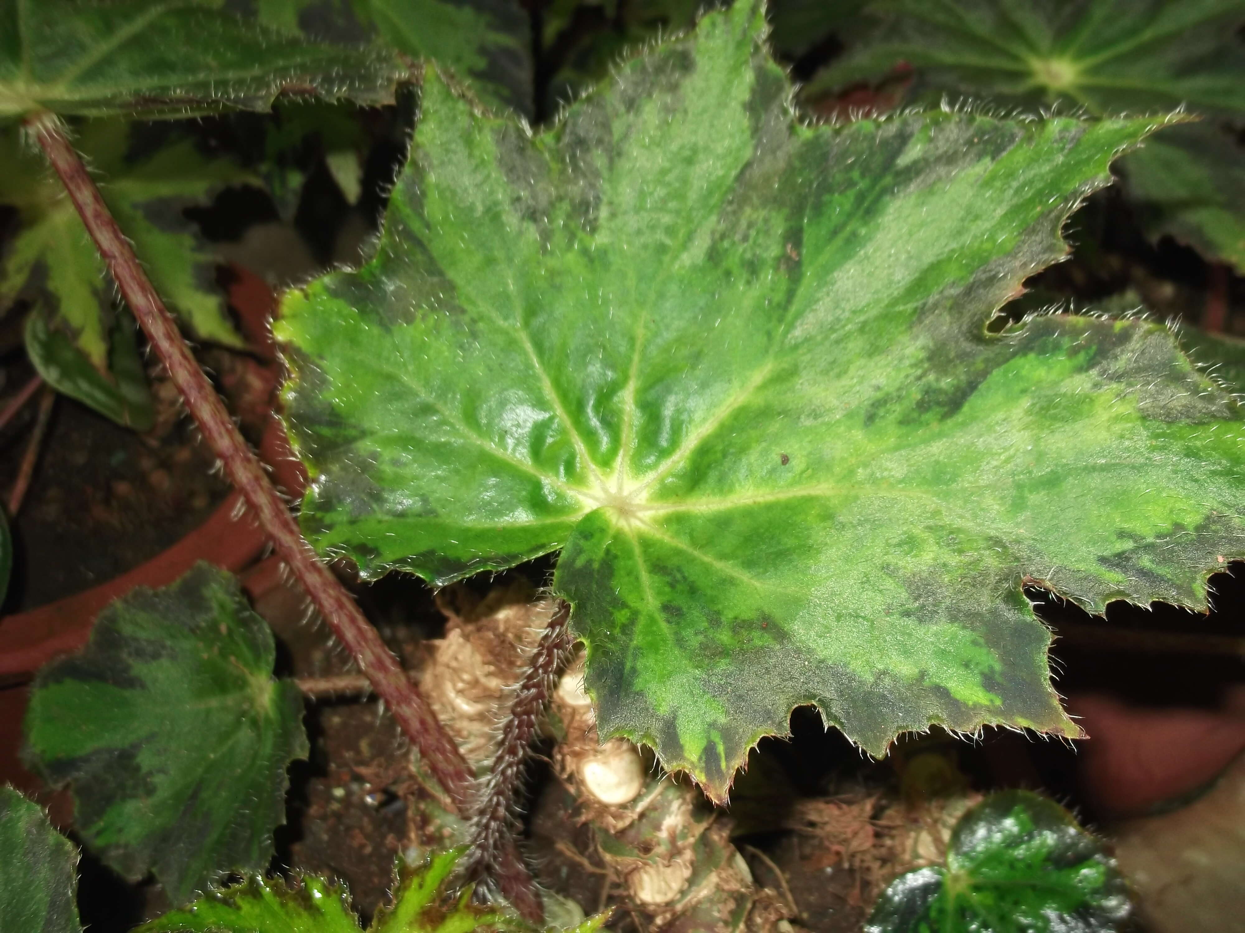 Image of starleaf begonia