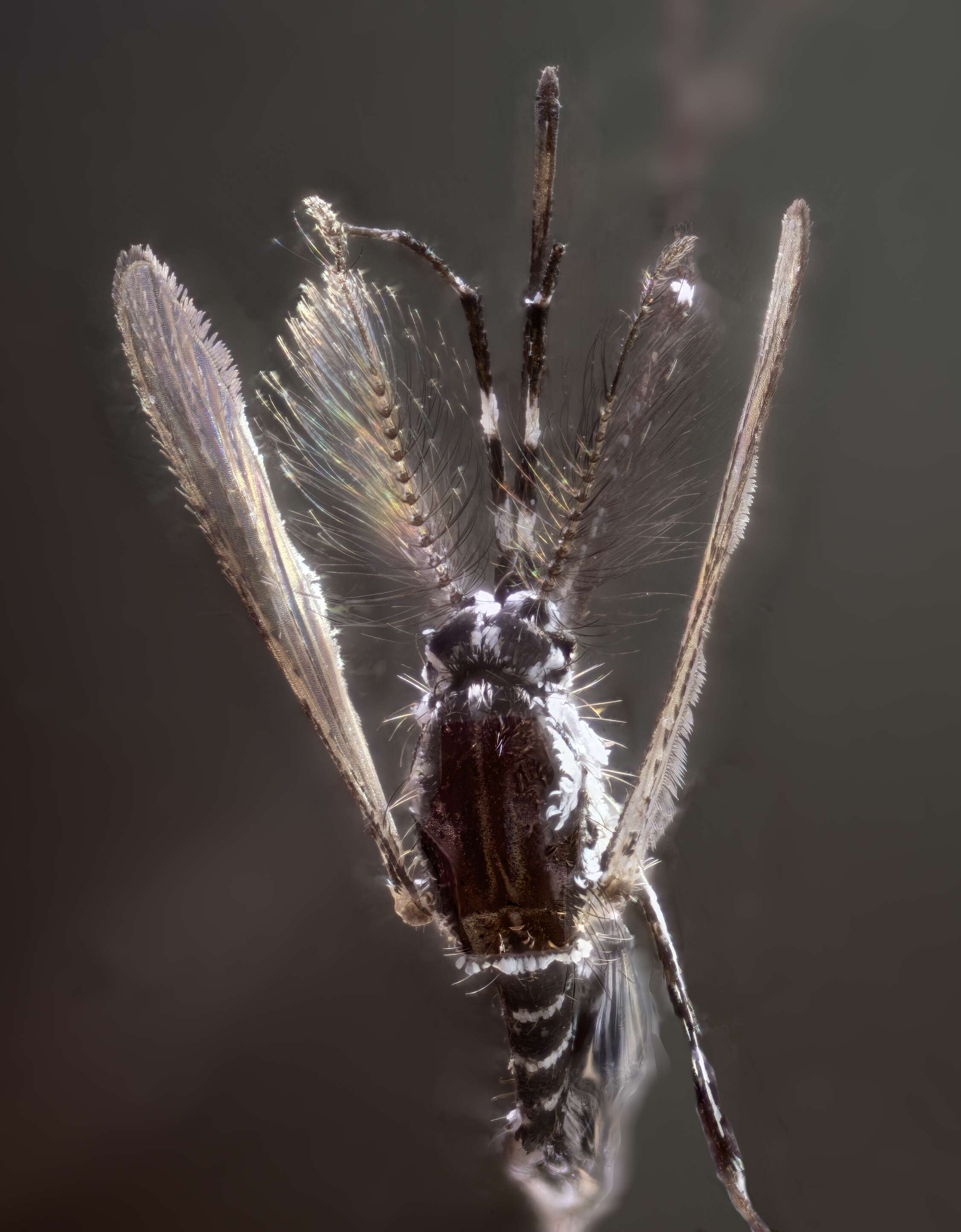 Image of Dengue fever mosquito