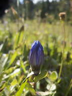 Image of Bog Gentian