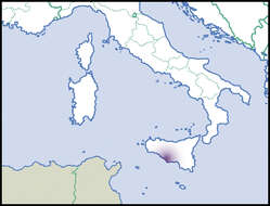 Image of Rupestrella Monterosato 1894