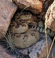 Image of Northern Pacific Rattlesnake