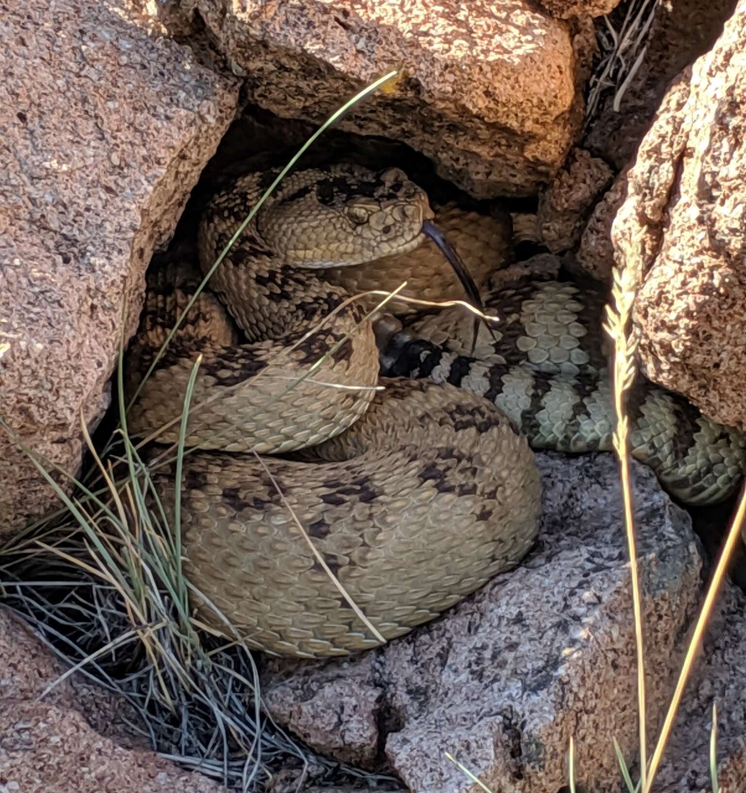 Image of Northern Pacific Rattlesnake