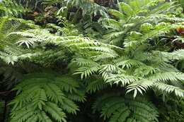 Image of angiopteris fern