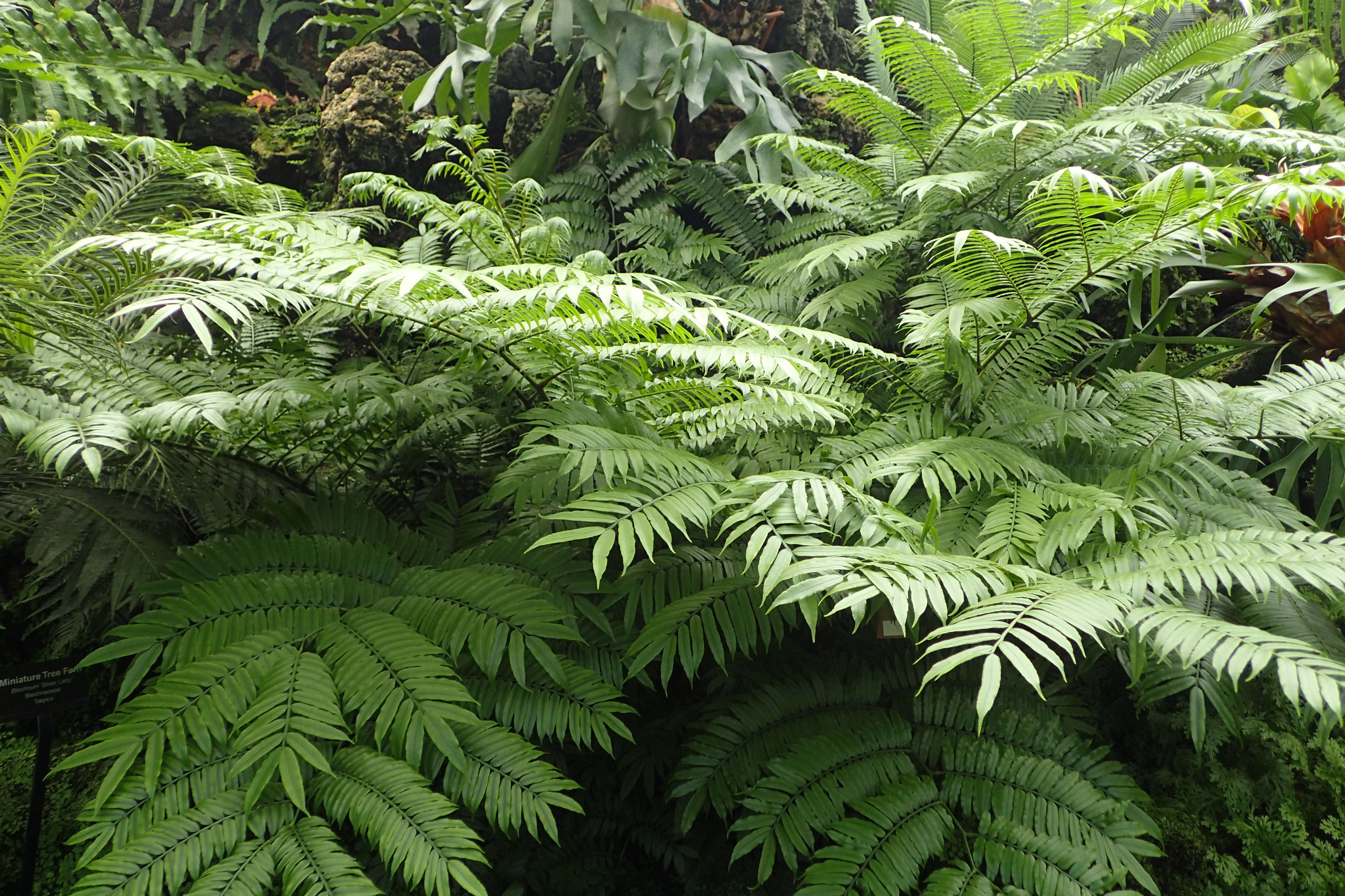 Image of angiopteris fern