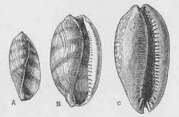 Image of measled cowrie