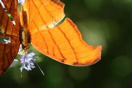 Image of Ruddy Daggerwing