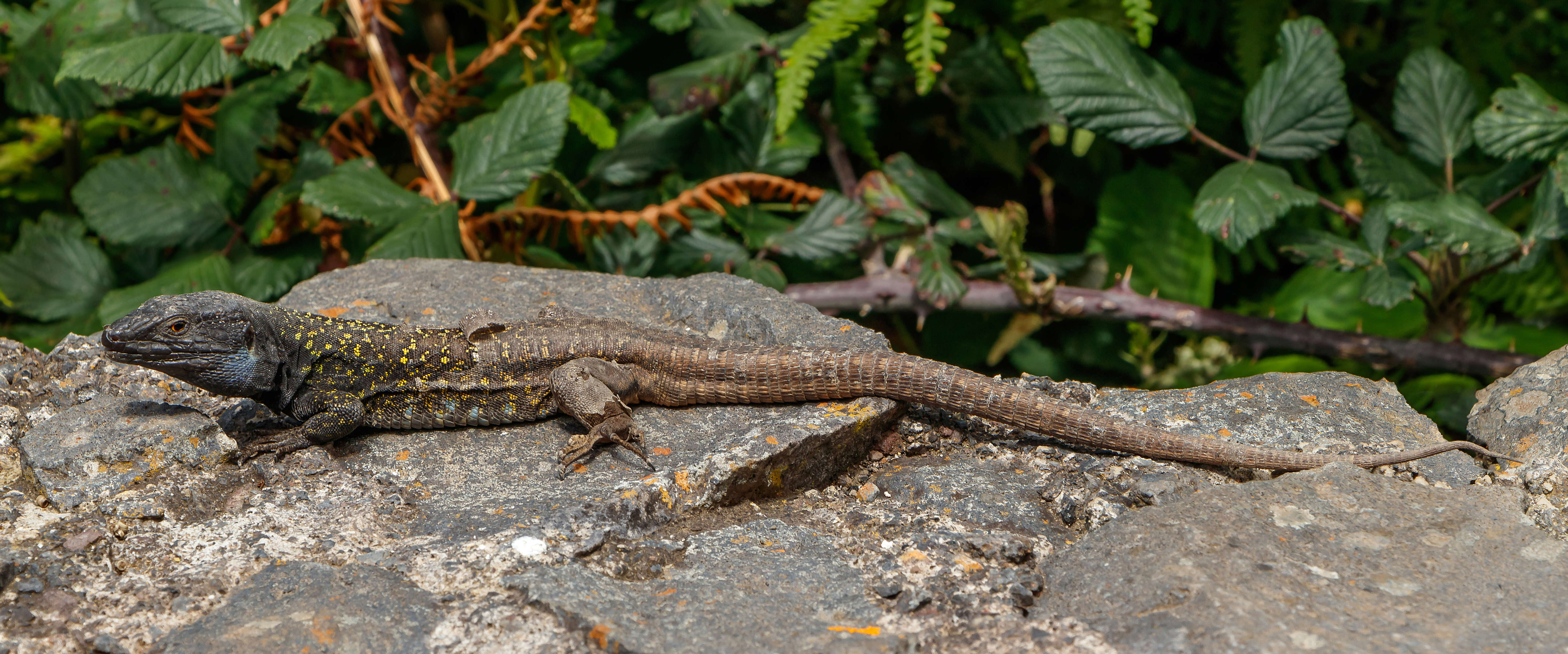 Image of Tenerife Lizard