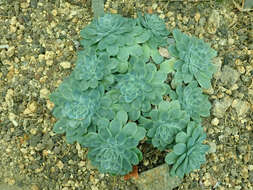 Image of Echeveria elegans Rose