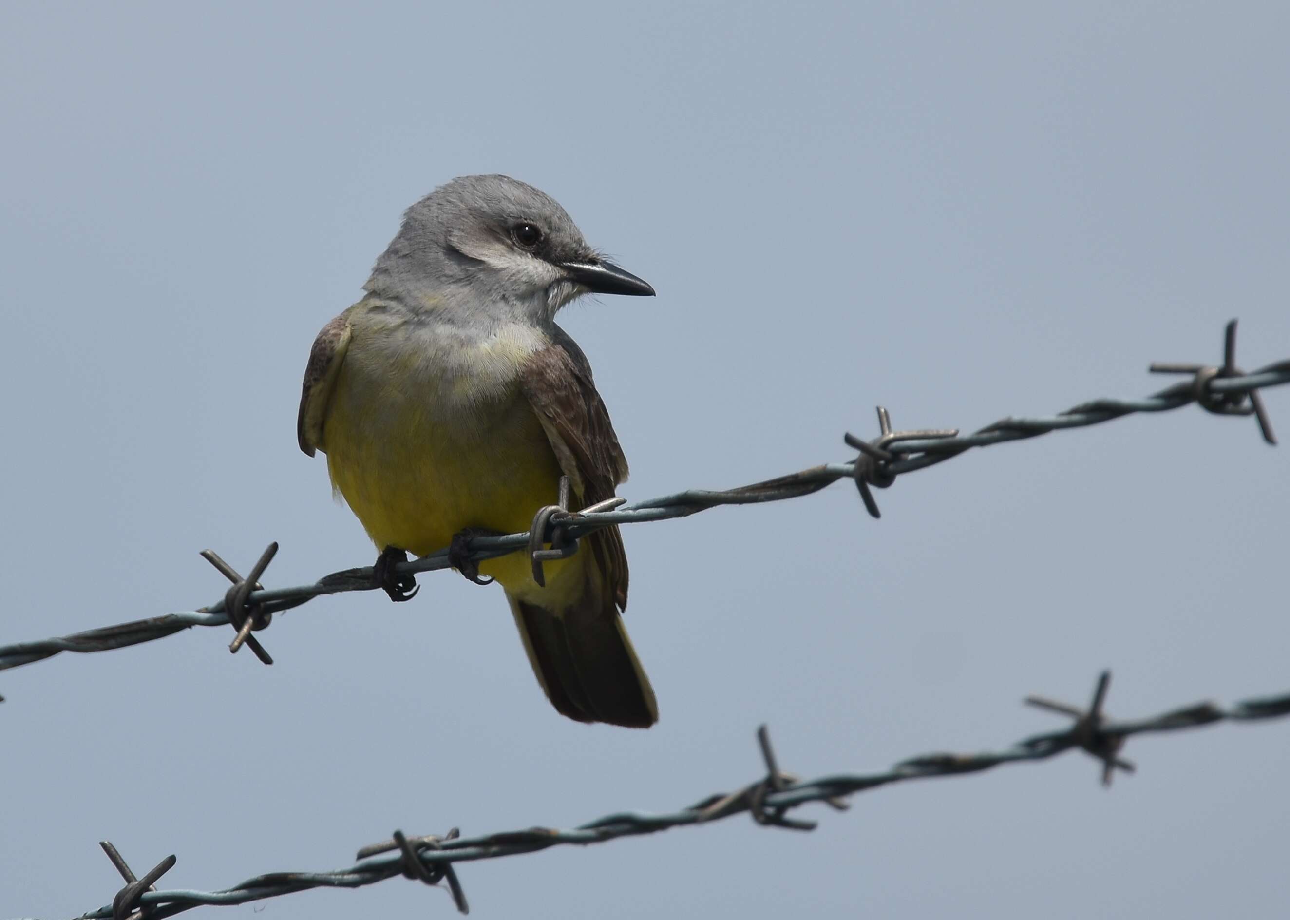 Image of Western Kingbird