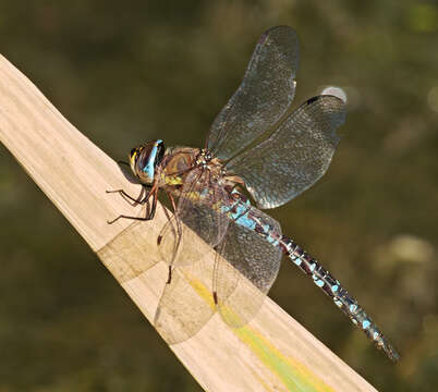 Image of Migrant Hawker