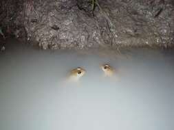 Image of Indian Skipper Frog