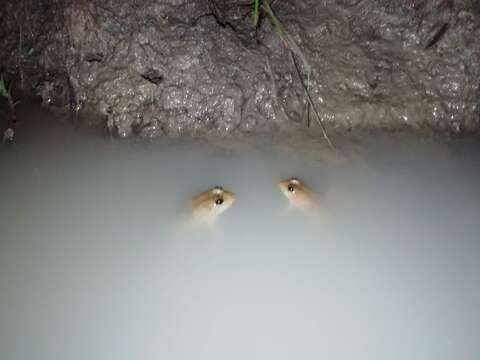 Image of Indian Skipper Frog