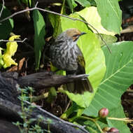 Image of Straw-crowned Bulbul