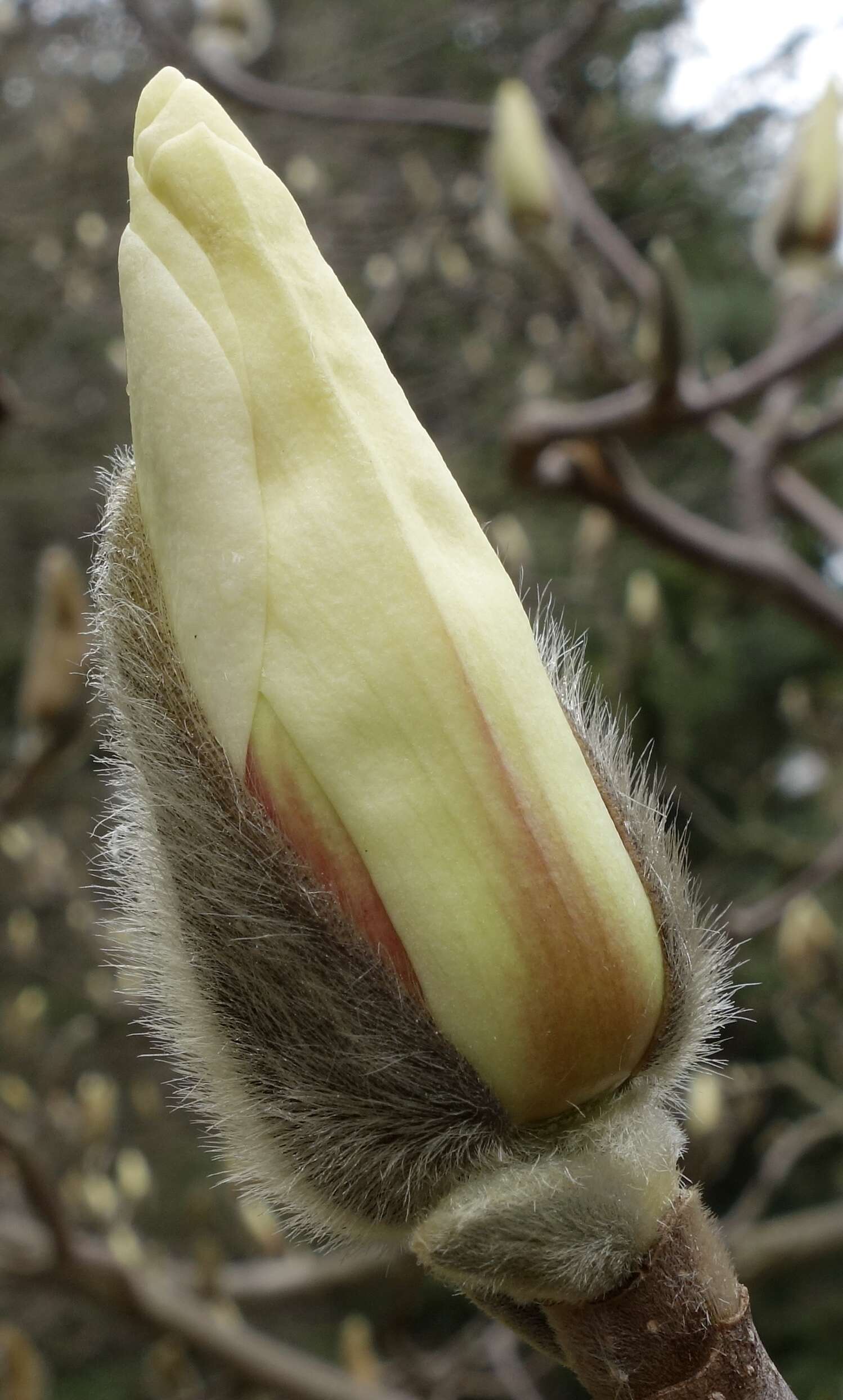 Image of Magnolia cylindrica E. H. Wilson