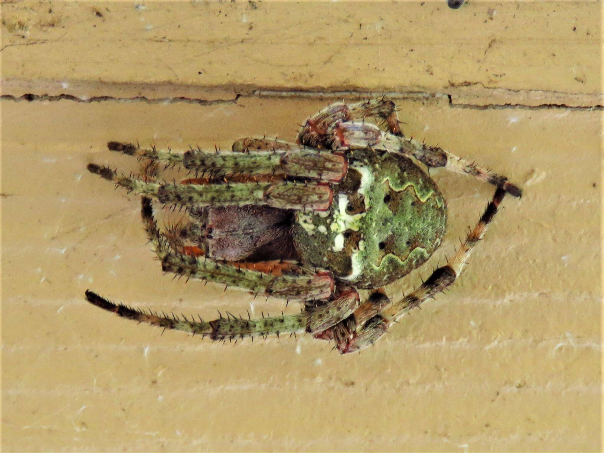 Image of Giant Lichen Orbweaver