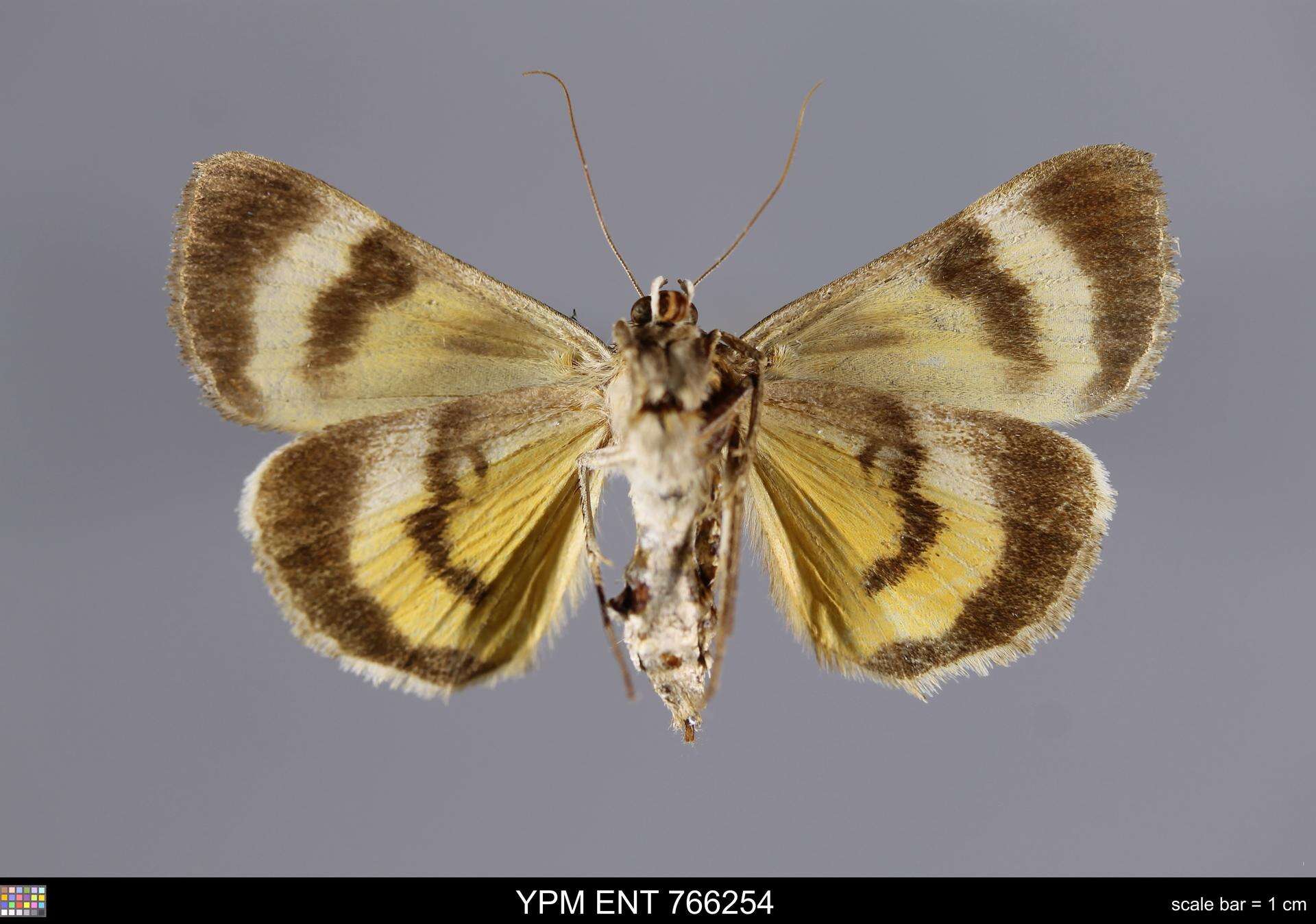 Image of Whitney's Underwing Moth