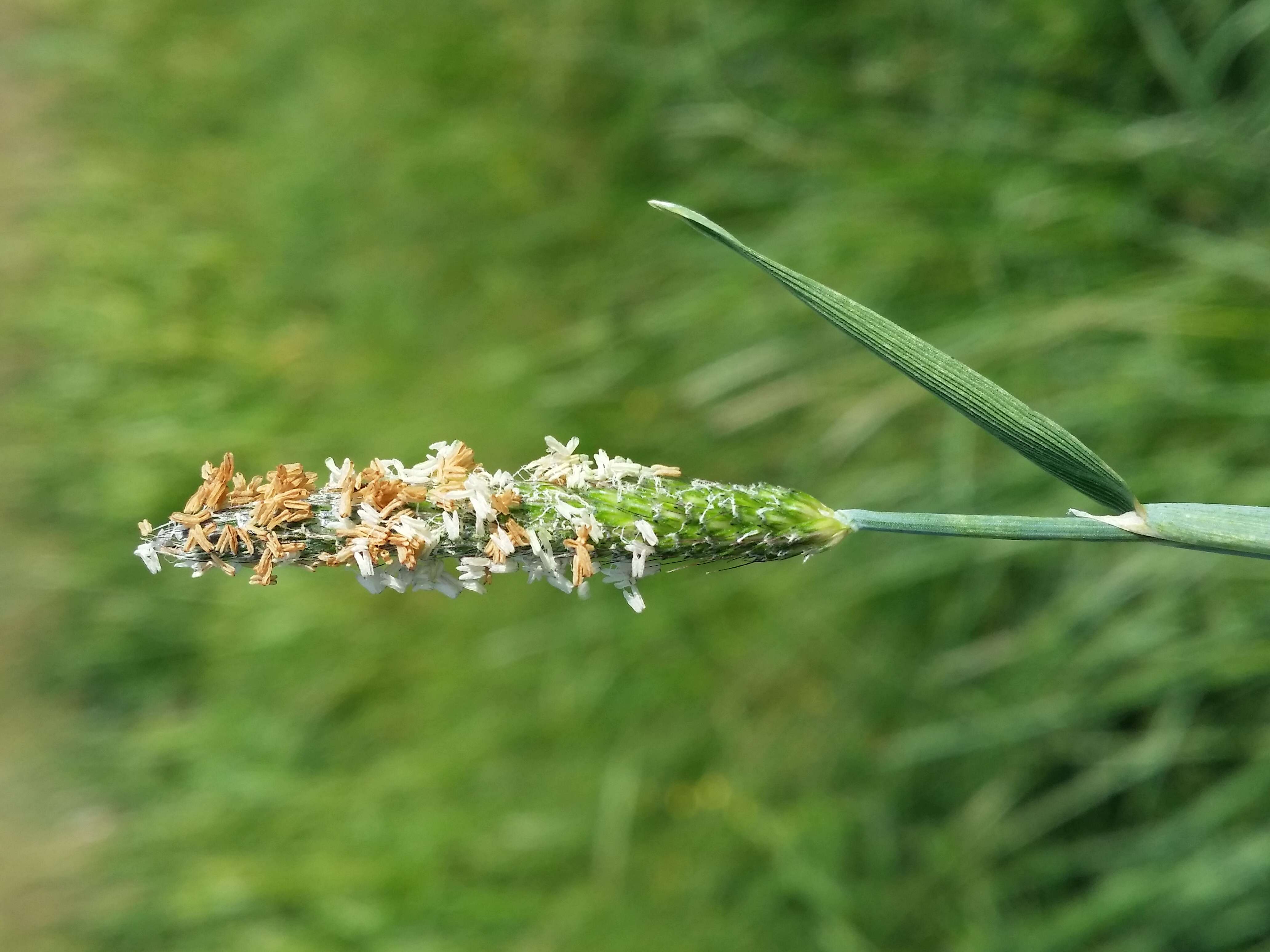 Imagem de Alopecurus geniculatus L.