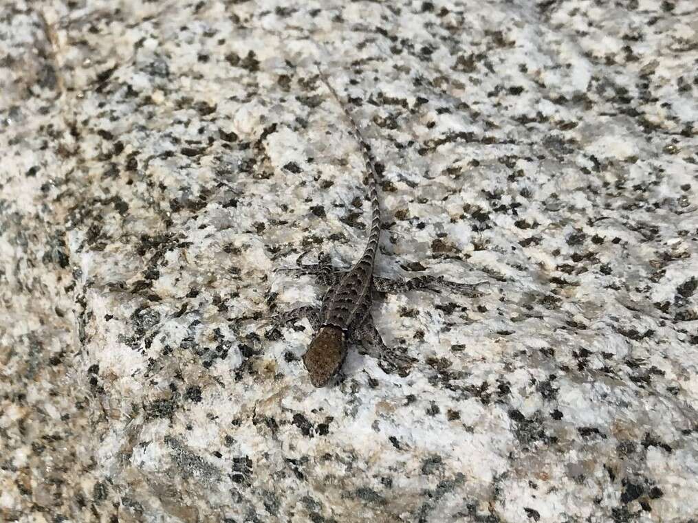 Image of Duges' Spiny Lizard