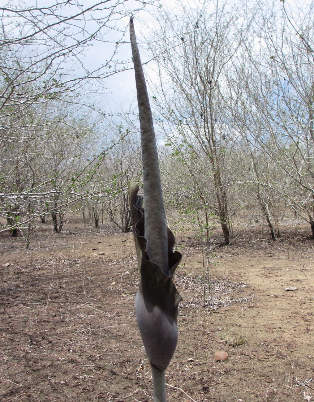 Image of Amorphophallus maximus (Engl.) N. E. Br.