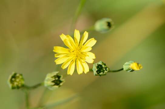 Image of nipplewort