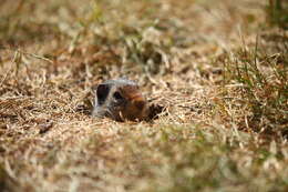 Image of Columbian ground squirrel