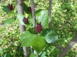 Image de Calycanthus floridus L.