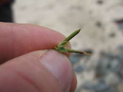 Image of hairy bird's-foot trefoil