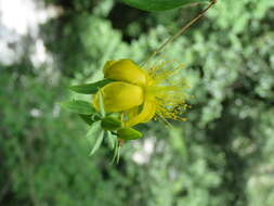 Image of Hypericum oblongifolium Choisy