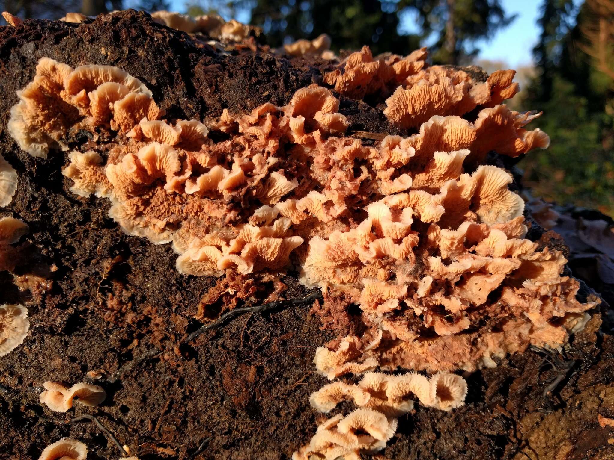 Image of Phlebia tremellosa (Schrad.) Nakasone & Burds. 1984