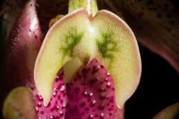 Image of Purple Paphiopedilum