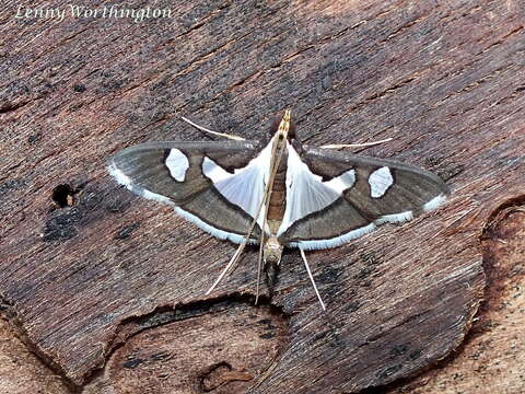 Imagem de Glyphodes bicolor Swainson (1821)