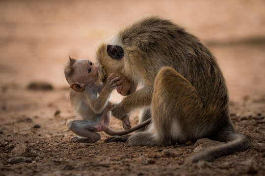 Imagem de Macaca sinica (Linnaeus 1771)