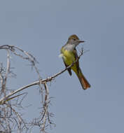 Image of Great Crested Flycatcher