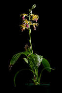 Image of Swamp orchid