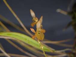 Image of Acianthera octophrys (Rchb. fil.) Pridgeon & M. W. Chase