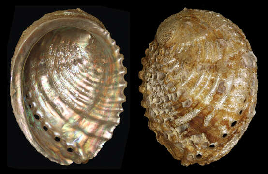 Image of Haliotoidea Rafinesque 1815