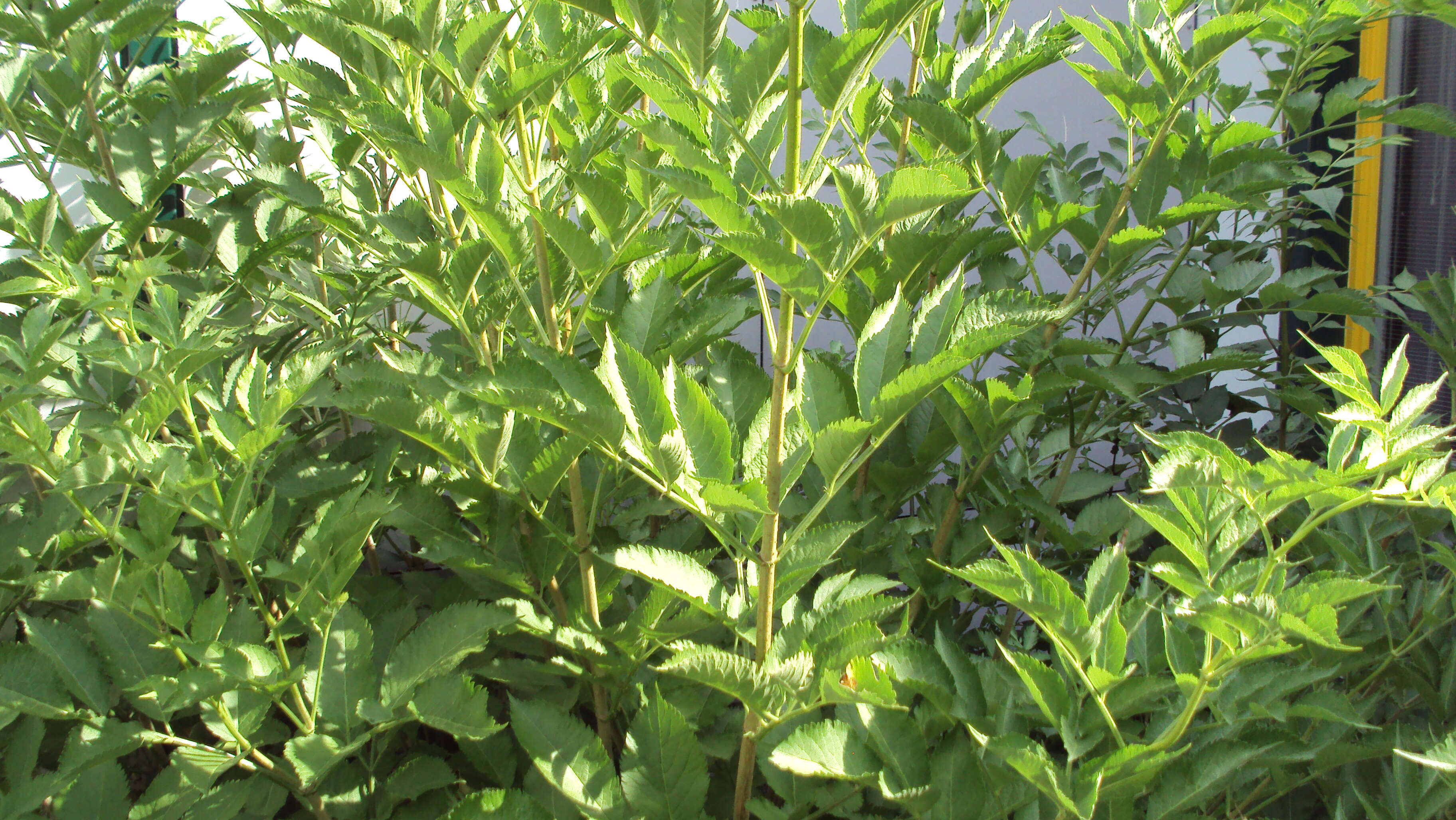 Imagem de Sambucus nigra L.