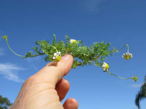 Image of Goose daisy