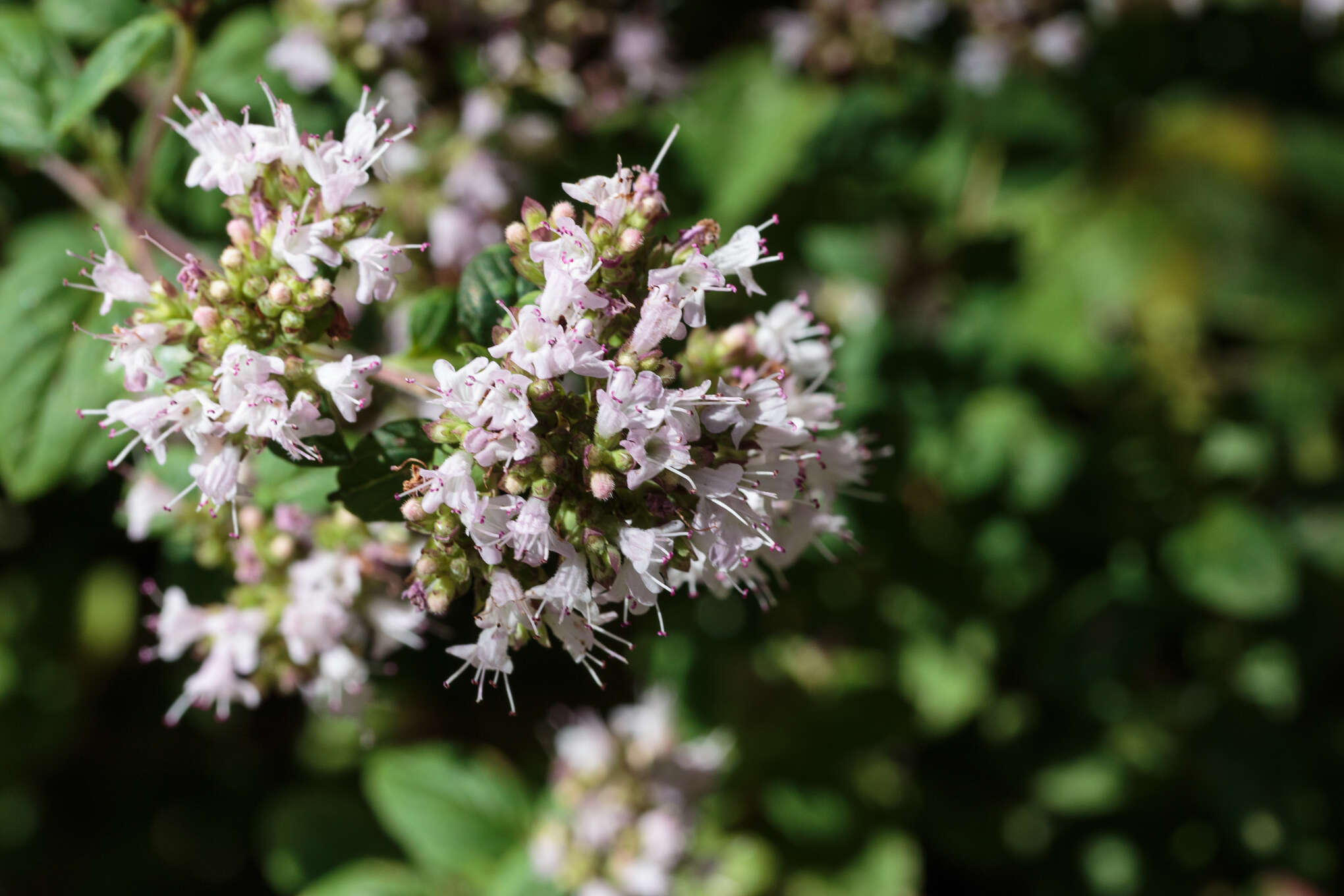 Image of oregano