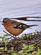 Image of Fringilla Linnaeus 1758