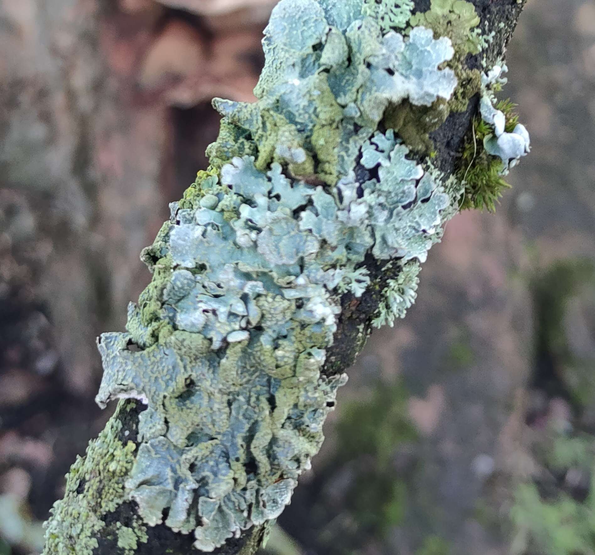 Image of Hammered shield lichen