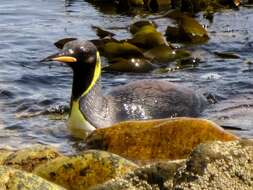 Image of King Penguin